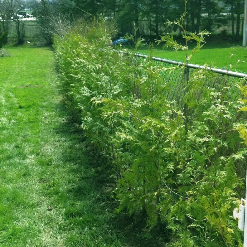 Cedar and Tree Planting
