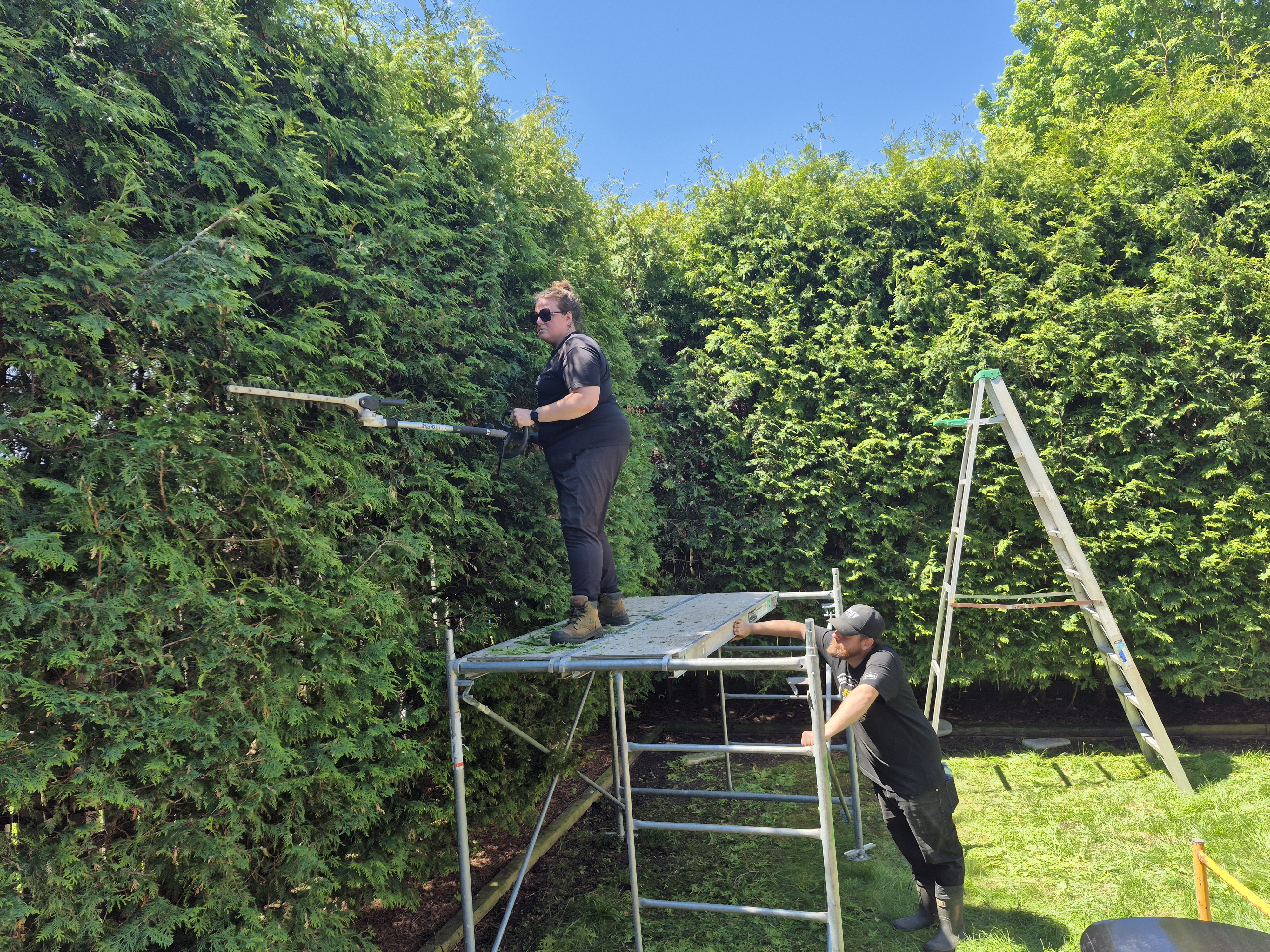 Hedge Trimming